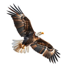 Fototapeta premium Bald eagle flying up on transparent isolated background