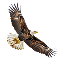 Obraz premium Bald eagle flying up on transparent isolated background
