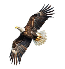 Obraz premium Bald eagle flying up on transparent isolated background