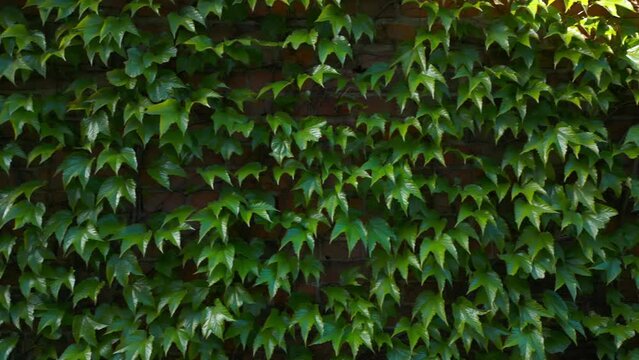 green fresh ivy climbing on wall background, spring abstract backdrop wallpaper