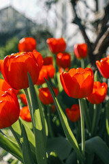 Field of colorful blooming tulips at the sun. Sunny day with red spring flowers
