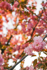 Spring banner, branches of blossoming cherry against background of blue on nature outdoors. Pink sakura flowers, landscape panorama, copy space