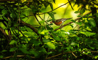 Robin catching breakfast 