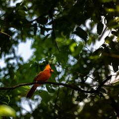bird on a branch