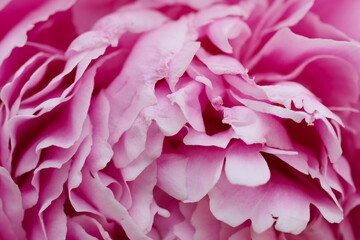Close-up of a lush pink peony for elegant decor