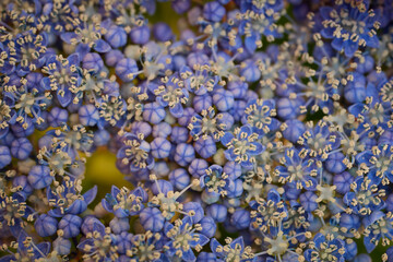 Close-up of a lush blue Hydrangea bloom