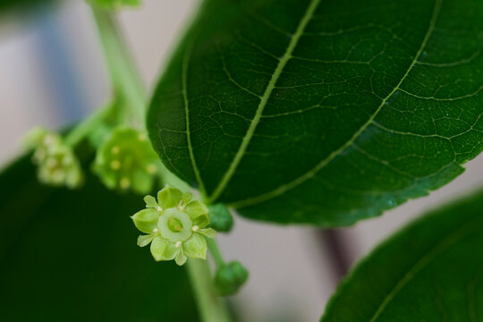 Intricate Green Passionflower Leaves and Buds in Close-up