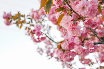 Spring banner, branches of blossoming cherry against background of blue on nature outdoors. Pink sakura flowers, landscape panorama, copy space