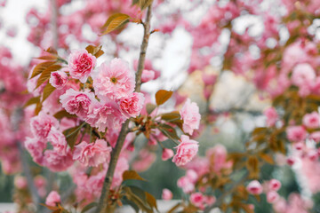 Spring banner, branches of blossoming cherry against background of blue on nature outdoors. Pink sakura flowers, landscape panorama, copy space