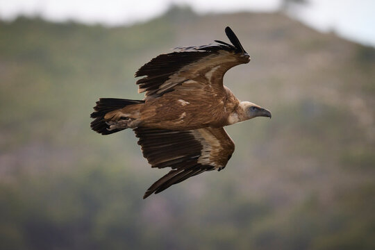 Majestic Griffon Vulture Soaring in the Sky