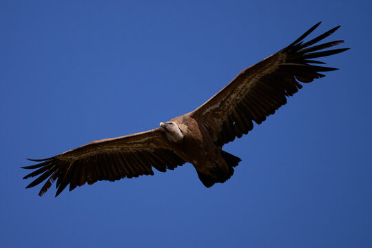 Majestic Griffon Vulture Soaring in Blue Sky