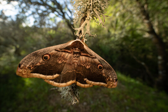 Great peacock moth resting in its natural habitat