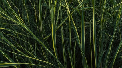 Dense Green Grass Foliage with Sunlight Filtering Through. Generative AI