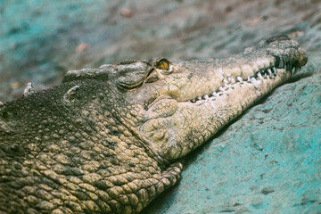 close up of crocodile head