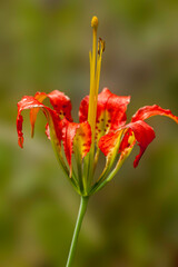 A close-up of the orange-red flower of Catesby's Pine Lily, Lilium catesbaei. Each petal has a yellow base with purplish spots, long stamens, and yellow anthers. Isolated on a blurred background.