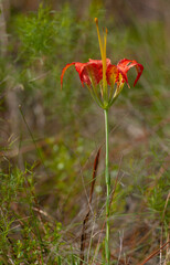 Obraz premium A red-orange and yellow pine lily flower, lilium catesbaei, on a slender stem with clasping leaves. Growing in a wet meadow.