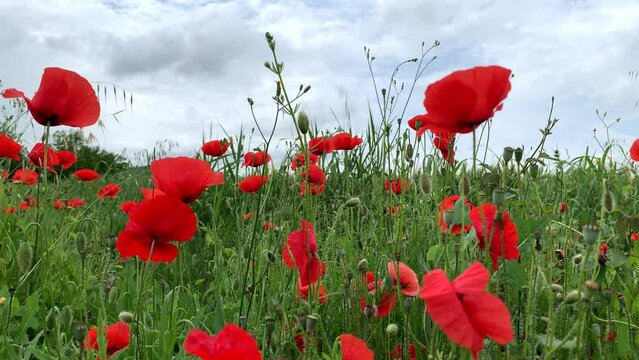 Campo di papaveri rossi in Aprile
