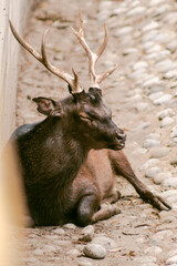 deer in the zoo