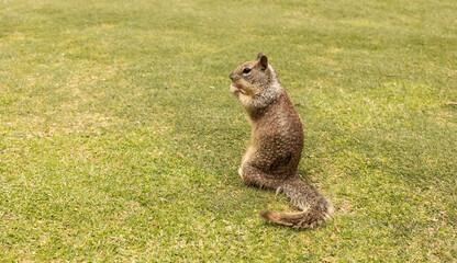 Design Eastern Gray Squirrel Sitting On Green Grass And Eating Nuts. Sciurus Carolinensis. Copy Space For Text. Squirrel Appreciation Day. Horizontal. Wild Rodent In Park. Mockup, Background. US