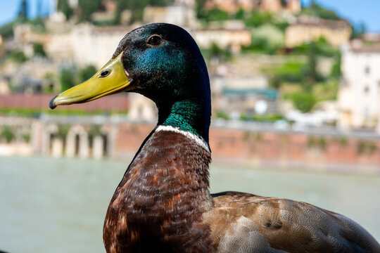 Close-Up Portrait of a Colorful Mallard Duck with Detailed Feathers and Beak, Captured in a Natural Outdoor Setting