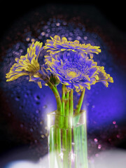 Stunning red and yellow germini gerbera flower bouquet in a square glass vase on dark and red...