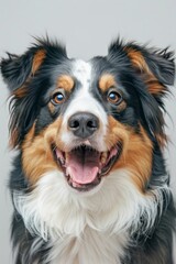 Australian shepherd