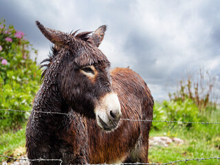 One brown donkey with wet fur standing in a field with a fence in the background. Beautiful nature scene with barn animal in pasture. Farming and agriculture industry. West of Ireland