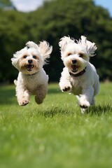 two dogs playing in the grass, generative ai