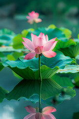 Obraz premium Close-up of a pink lotus flower on the lake water