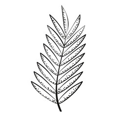 Leaf sketch icon Vector