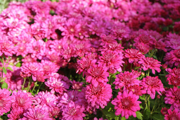 Fresh bright blooming pink korean garden chrysanthemums bushes Cherry lace in autumn garden outside in sunny day. Flower background for greeting card, wallpaper, banner, header.