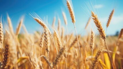 Fototapeta premium A scenic image of a field of wheat with a blue sky in the background, suitable for use as a background or landscape