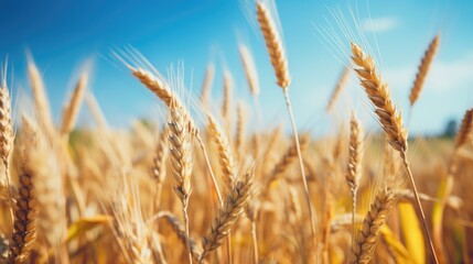 A scenic image of a field of wheat with a blue sky in the background, suitable for use as a background or landscape
