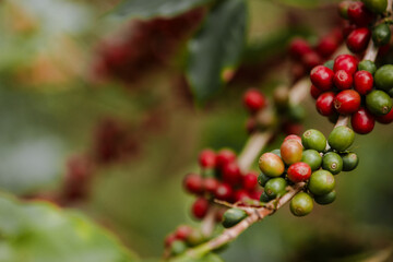 organic arabica coffee beans agriculturist  in farm.harvesting Robusta and arabica  coffee berries by agriculturist hands,Worker Harvest arabica coffee berries on its branch, harvest concept.