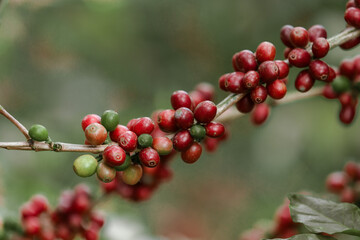 organic arabica coffee beans agriculturist  in farm.harvesting Robusta and arabica  coffee berries...