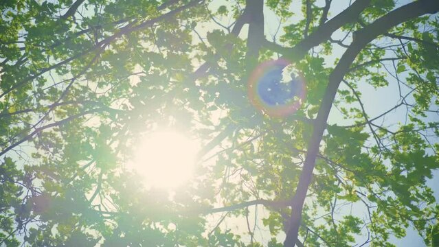 Looking up to sunlight shining through bright green tree leaves in forest. Zoom shot