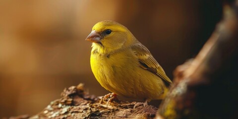 Obraz premium A bright yellow bird sits comfortably on a tree branch, with its feathers glistening in the sunlight