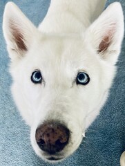 siberian husky puppy looking up lovingly  © Brandon