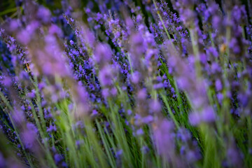 Fototapeta premium Field Of Lavender Flowers in the Backyard
