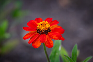 Macro Zinnia Flower