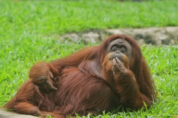 portrait of an orangutan who is thinking