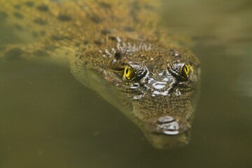 a saltwater crocodile lurks in the water