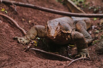 A salvator lizard roams the land looking for food