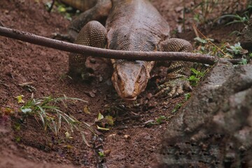 A salvator lizard roams the land looking for food