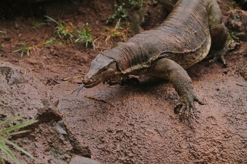 A salvator lizard roams the land looking for food