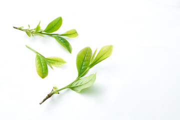 茶葉　新茶