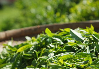 新茶　イメージ