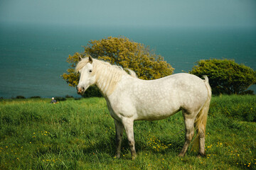 white horse in the field