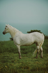 white horse in the field