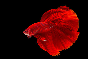 Red betta fish, betta splendens (Halfmoon betta), isolated on black background.